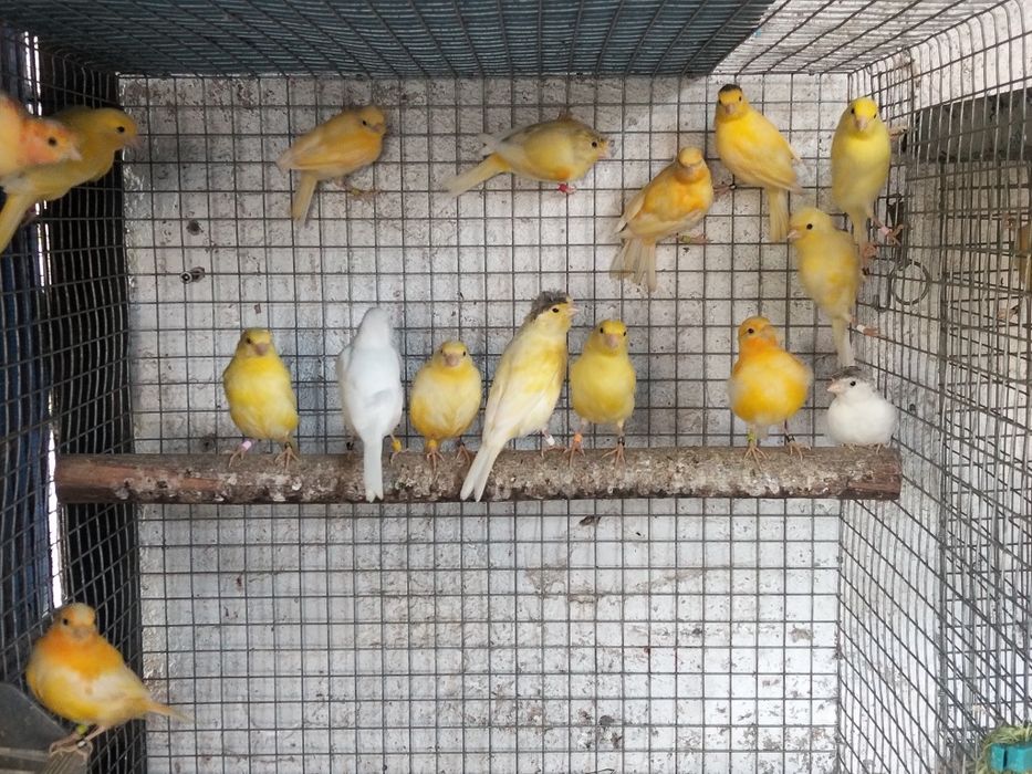 Várias Aves disponíveis