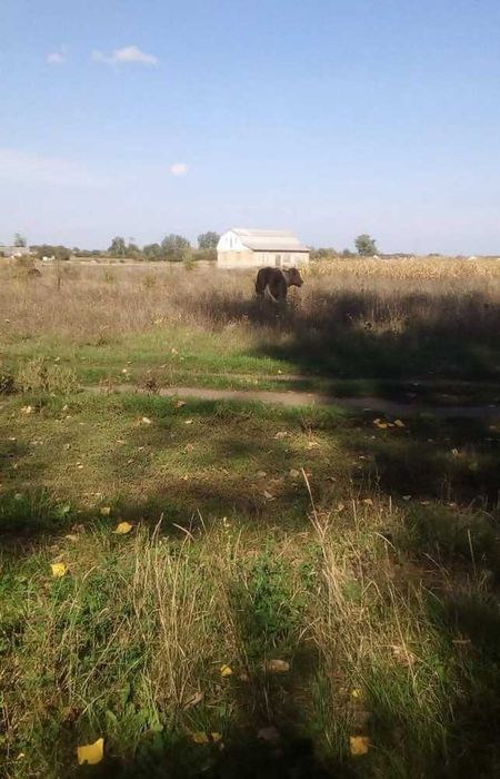 Земельна ділянка 12 соток біля річки Південний Буг (Летичів)