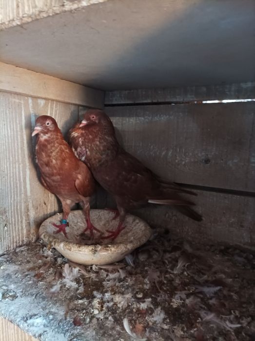 Sprzedał gołębie garłacze