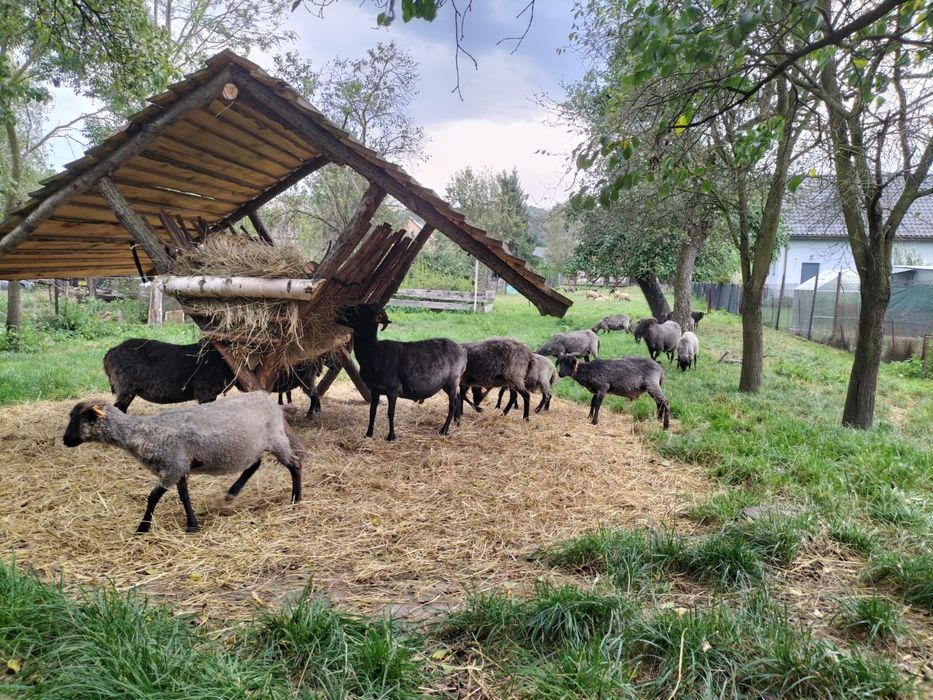 JAGNIĘTA WRZOSÓWKI OWCE, jagnięcina tuszki
