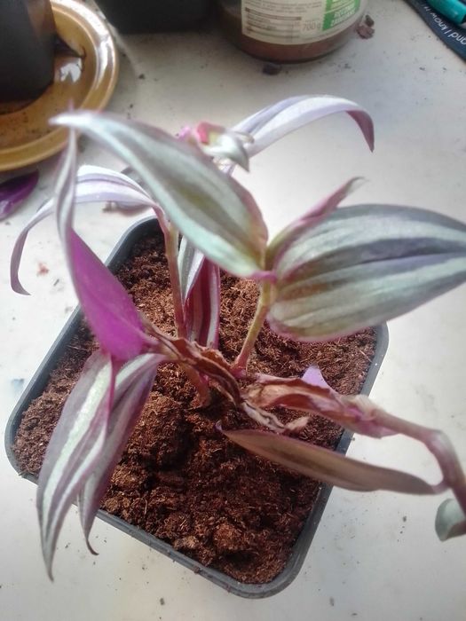 Calatea Zielistka Bluszcz Trzykrotka Grudnik Pilea ZZ