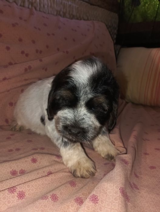 Cockapoos lindos e saudaveis