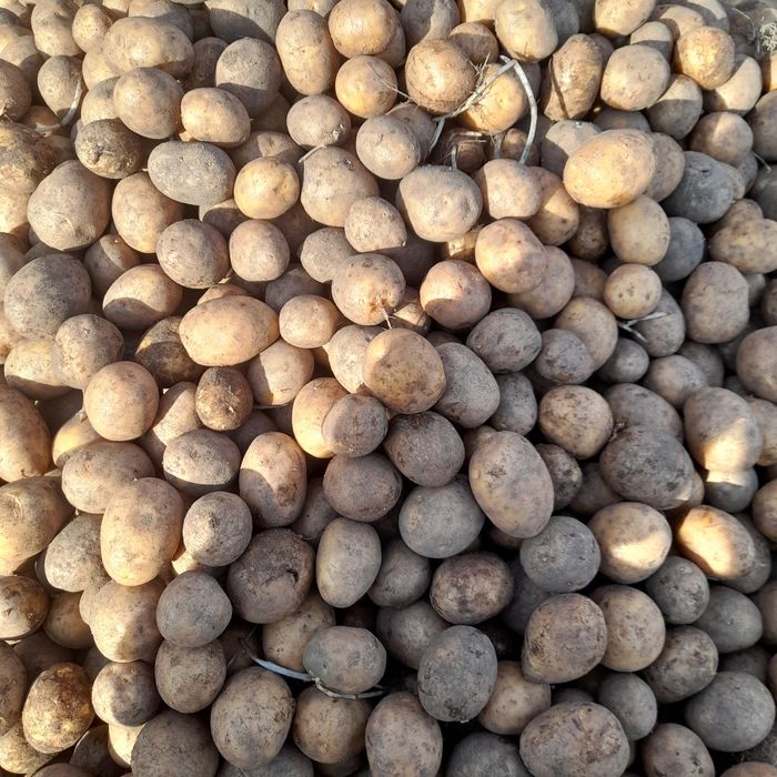 Ziemniaki-sadzeniaki