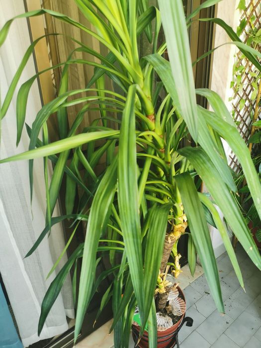 Planta Yucca fantástica