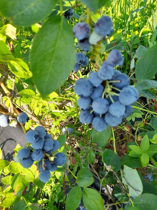 Borówka amerykańska, własna plantacja, 20 zł/kg