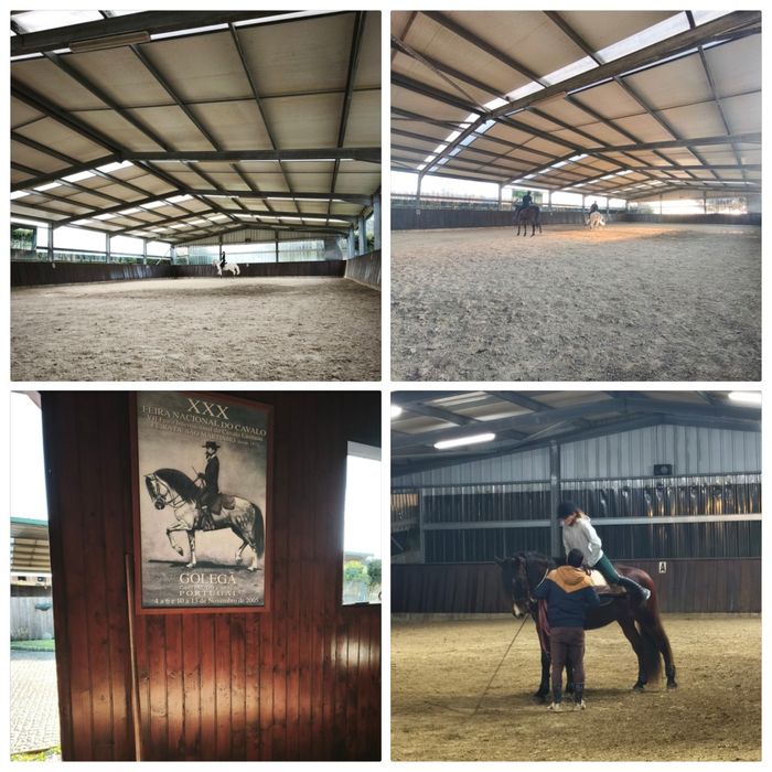 Cavalos a penso/Aulas de equitação