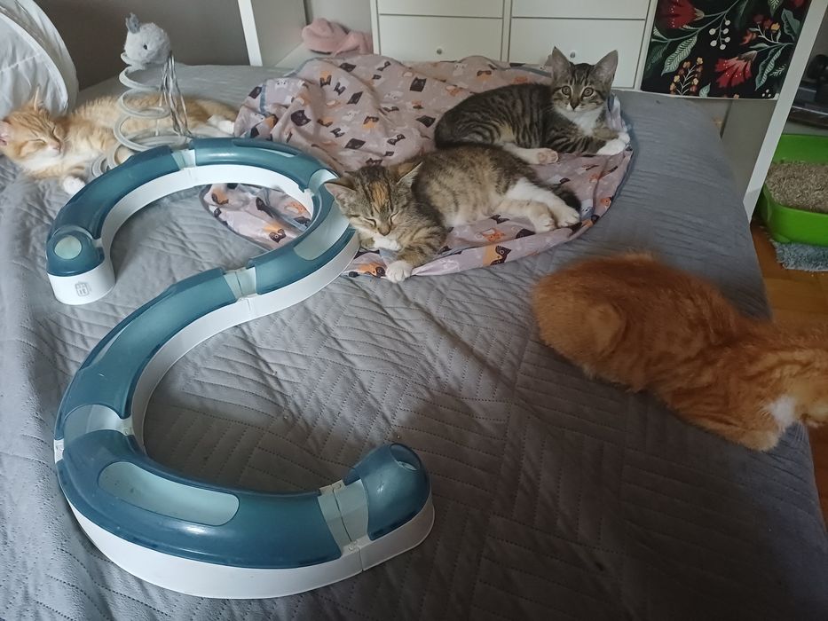 Maluchy do adopcji