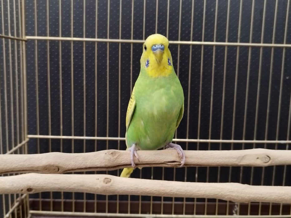 Papuga Falista młoda MASSON