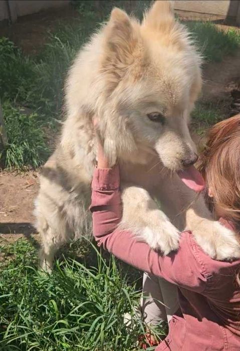 AZULA – piękna jak samojed, wierna jak najlepszy przyjaciel