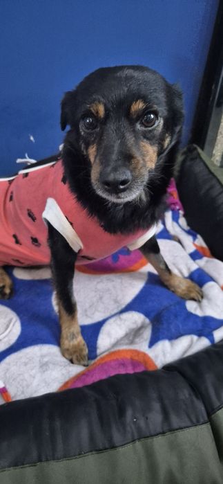 Mała suczka około 3 lata