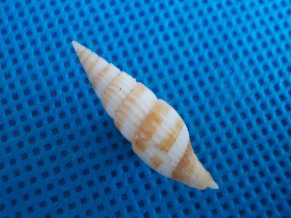 Muszle morskie- Vexillum alvinobalani