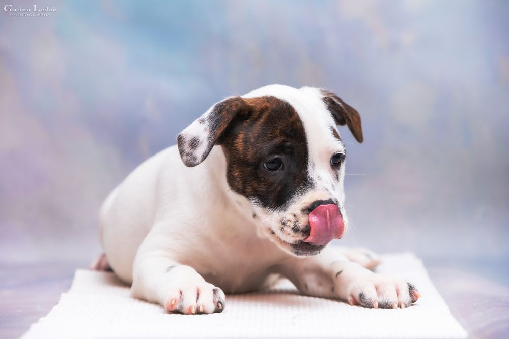 Вы бачили когось миліше цього хлопчика