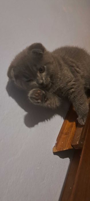 Шотландець висловухий вакцинацією па портом окрас блакитний