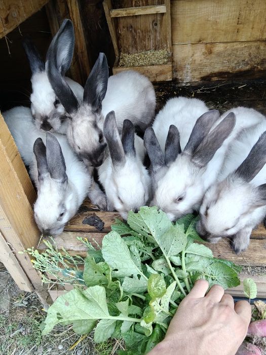 Królik króliki sallandery sallander samce i samice