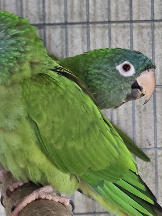 Conure de cabeça azul