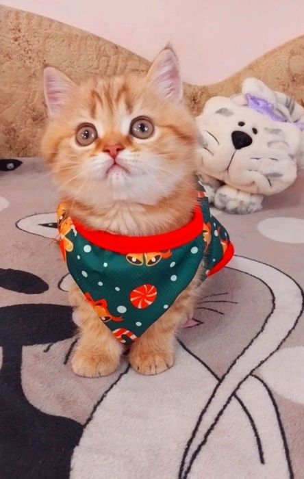 Золотой тигрёнок девочка милашка