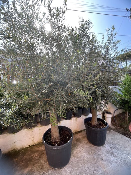 Oliveira Europeia em vaso