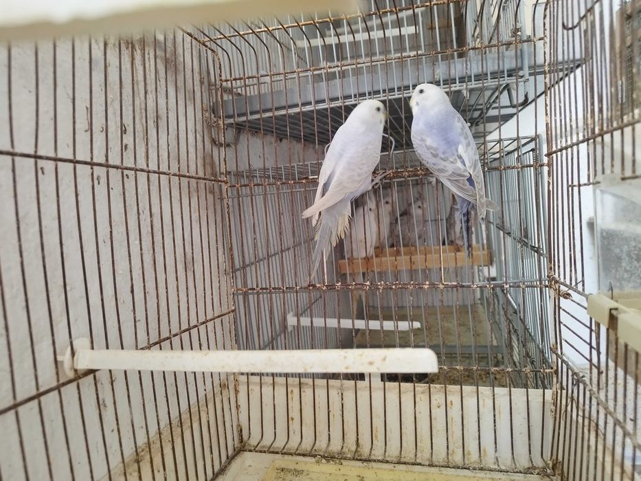 Periquito Casal