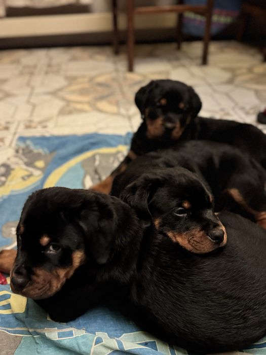 Щенки Ротвейлера