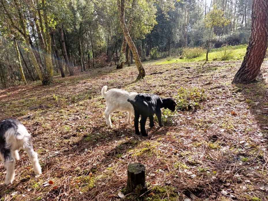 Cabritos Criado Leite