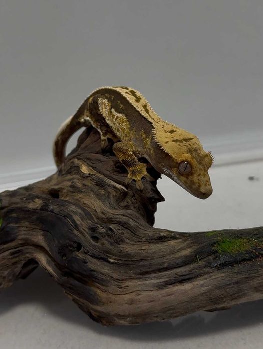 Gekon orzęsiony GRUBY KOCUR sklep zoologiczny ul.Leska 2 Rzeszów
