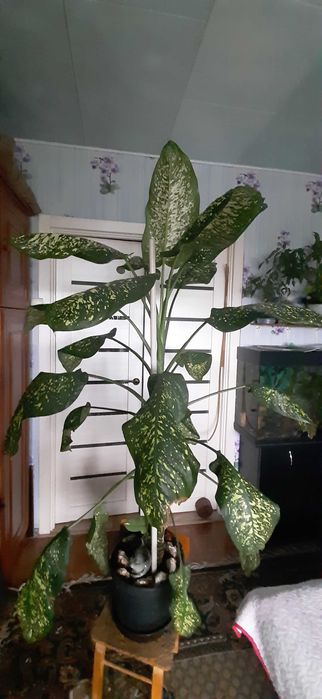 Продам диффенбафию