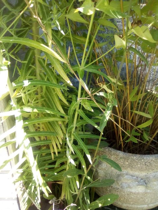 Planta que elimina as toupeiras