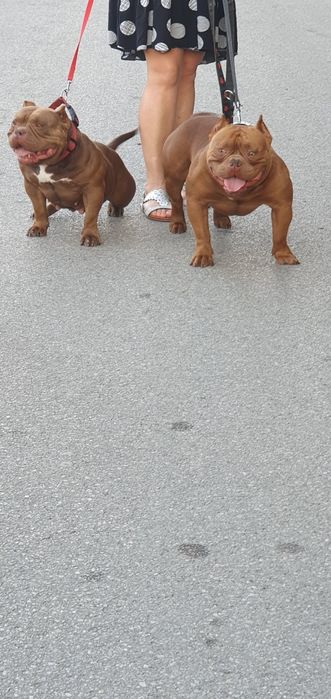 American bully pocket