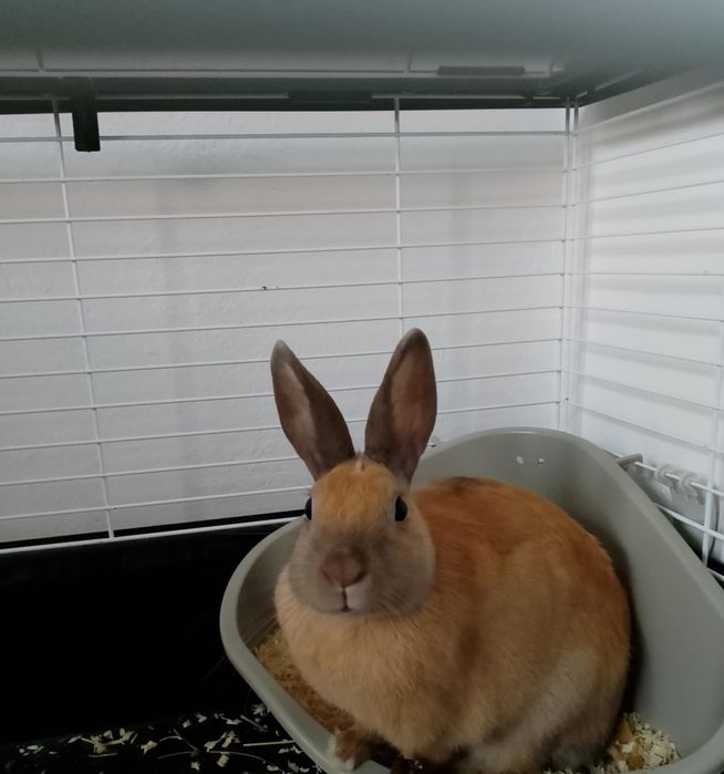 Oddam za darmo Króliczek Reks