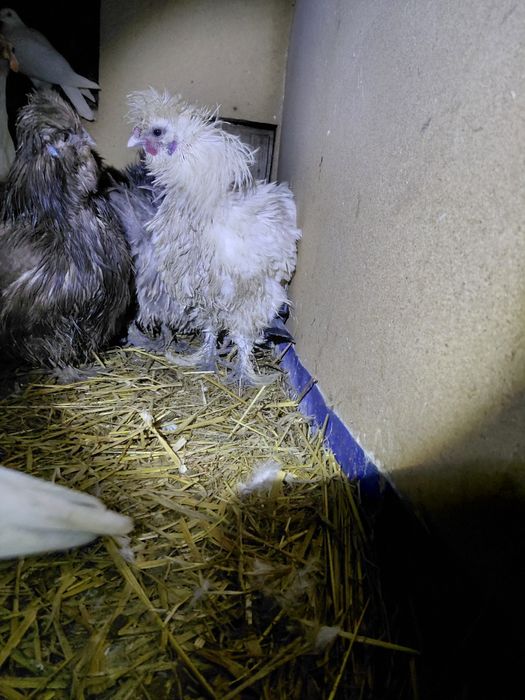 Sprzedam koguty silki lokowanej