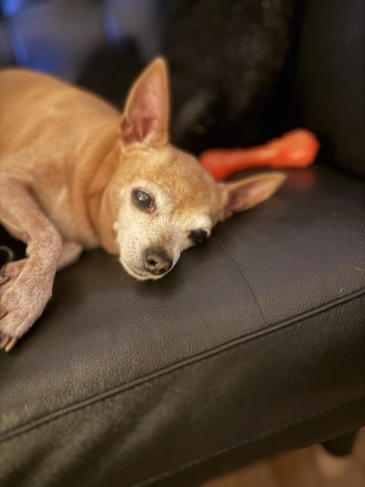 Do adopcji poleca sie pinczer  miniatura