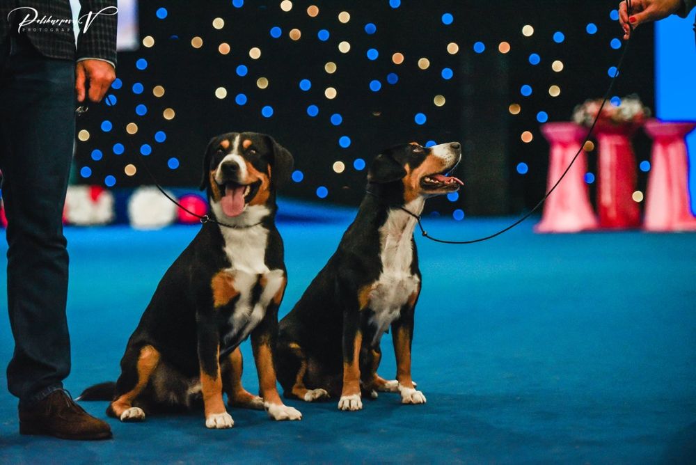 Ентлебухер зенненхунд  ODYSSEUS Энтлебухер зенненхунд!