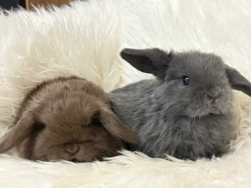 Króliki baranek miniaturka karzełek mini lop