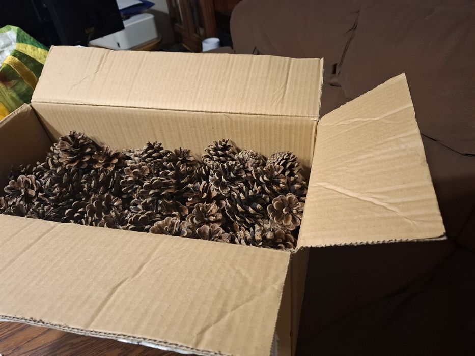 Szyszki duże sosnowe