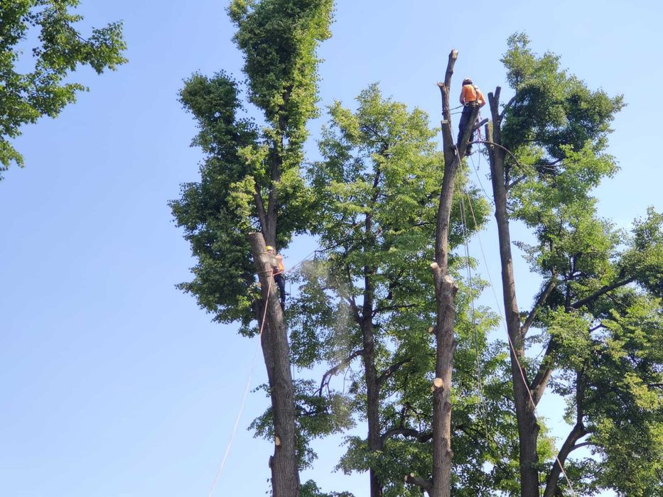 Wycinka drzew/frezowanie pni/rębak