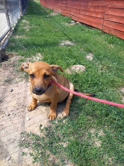 Pieski do adopcji!