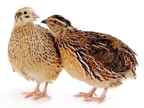 Перепілка яйця інкубаційні