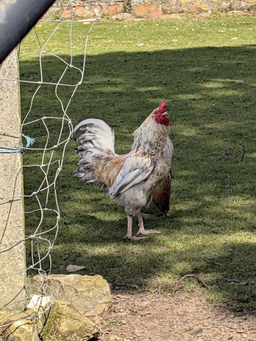 Venda de  galos caipiras