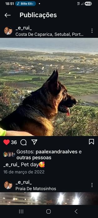 Macho com mto bom LOP  p cruzamento