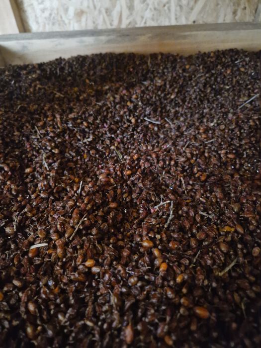 Продам сушену обліпиху