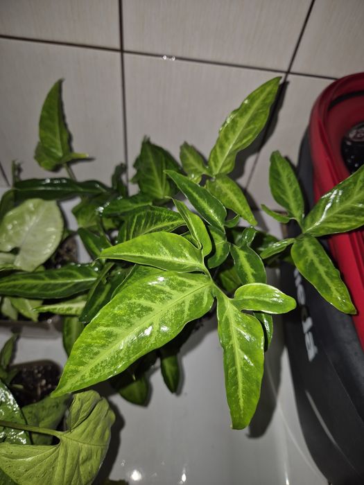 Syngonium cięte sadzonki
