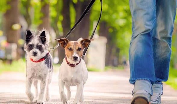 Passeio animais de estimacão
