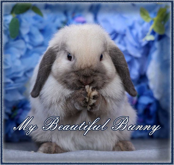 Piękny Młody Królik Mini Lop - Seal Point