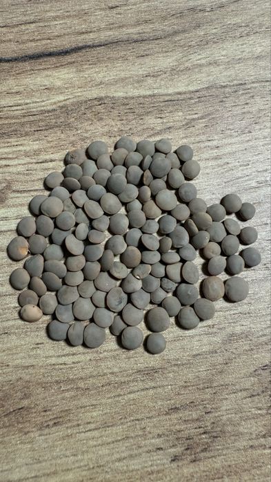 Семена чечевицы красной сорт Максима