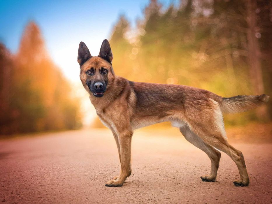 Precel - wspaniały, piękny pies w typie owczarka