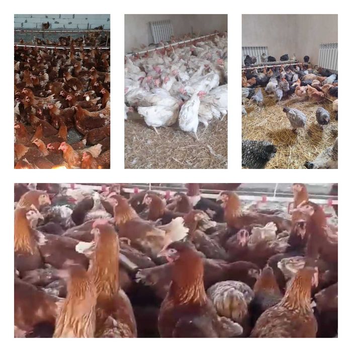 Продам кури несушки! Доставка безкоштовна. Кам'янське!