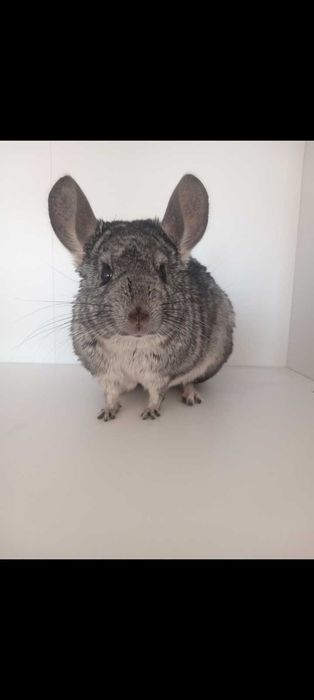 Sprzedam 2 szynszyle z klatką