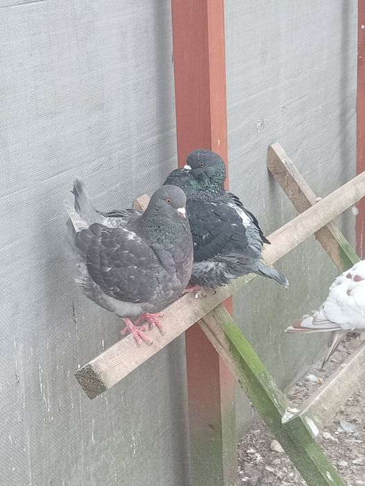 Sprzedam Gołębie Kingi! Zamienię na Mondainy!