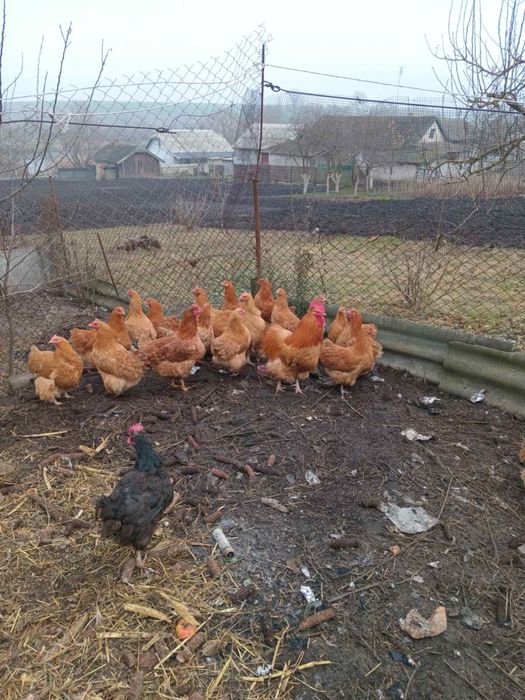 Палевий орпінгтон