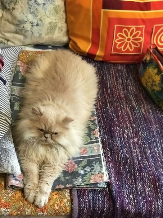В'язка, чистокровний персидський кіт